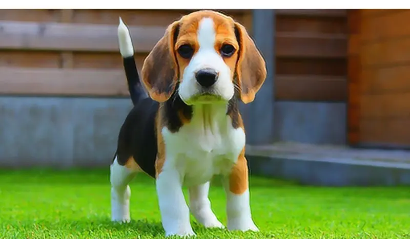 Why-Beagle-Ears-Are-Big
