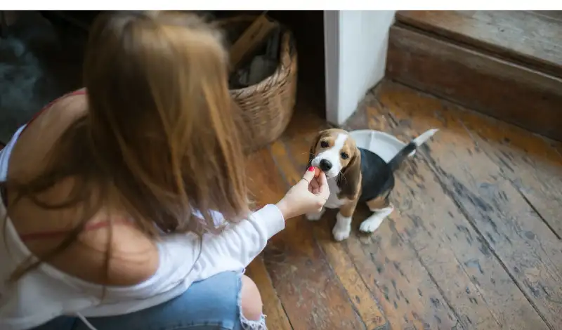 What-Fruits-Can-Beagles-Eat-And-What-To-Avoid