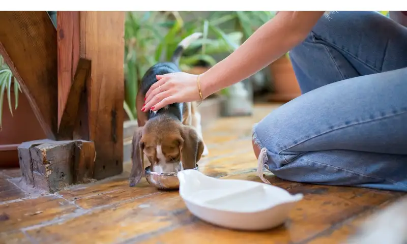 Beagle-Friendly Veggies: A Guide to a Healthy Diet [Top 5]
