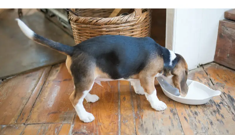 Why-Beagles-Eat-Alot-What-To-Do