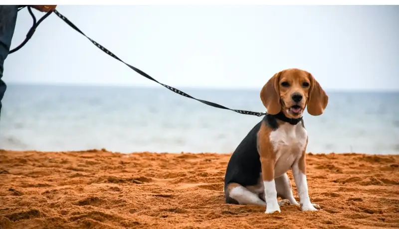 Are-Beagles-Suitable-For-Seniors-As-Pets