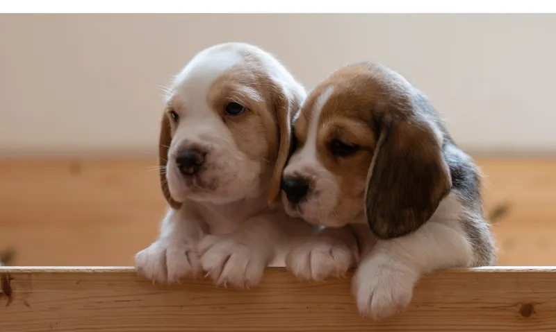 Beagles-behaviour-at-every-age-life-stage