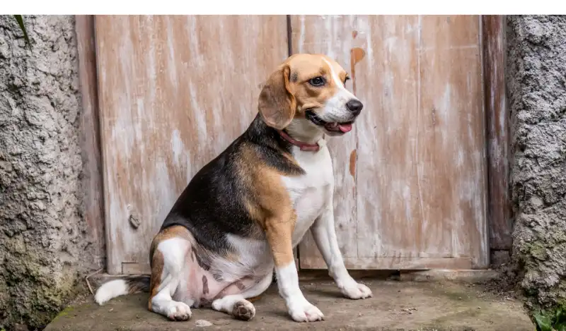 Purebred Beagles & their Spots [Everything You Need To Know]