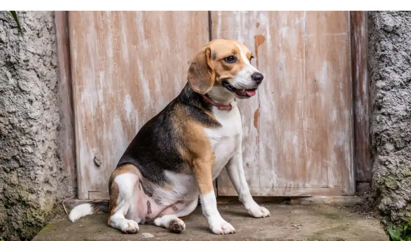 everything-about-Beagles-spots