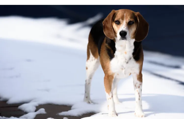 Can-Beagles-Sleep-In-Winter
