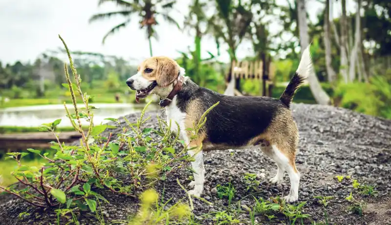 Can beagles stay outdoors