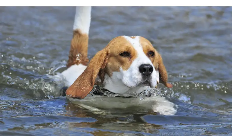 Everything-About-Beagles-and-Swimming