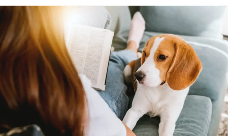 Does-Beagle-dogs-have-breathing-problems