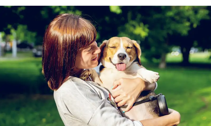 Does-Beagles-Like-To-Cuddle]