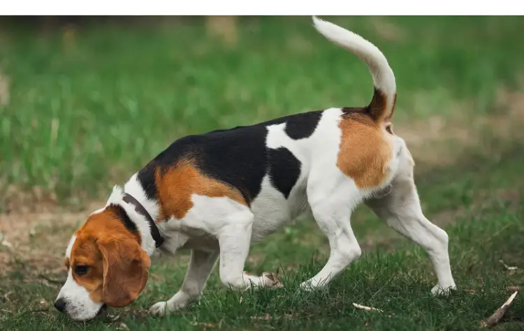 Does-Beagles_Hunt_In-Packs-Or-Solo
