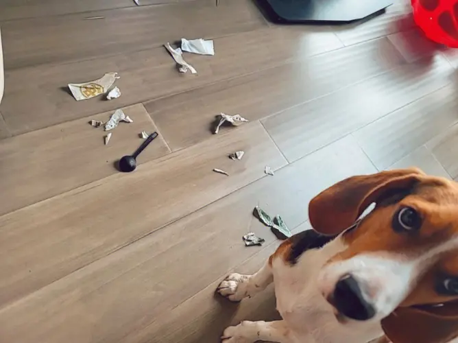 How-Long-Can-You-Leave-Beagle-Dog-Alone-At-Home