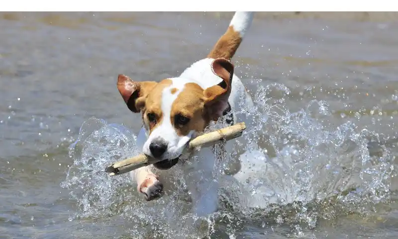 Are-Beagles-Smart