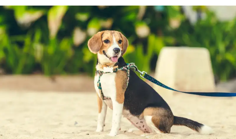 How-To-Identify-Purebred-Beagle
