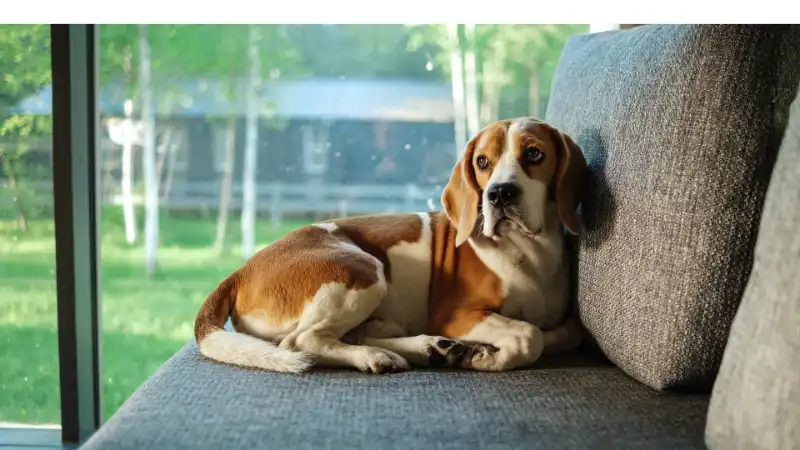 How-To-Prevent-Beagle-From-Shedding
