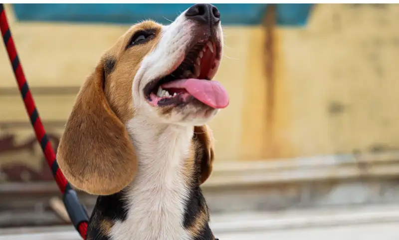 How-to-control-beagle-aggresion