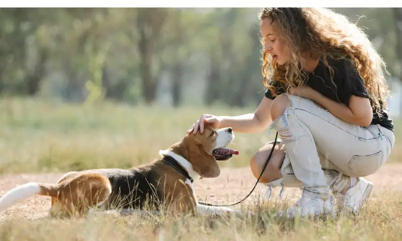 Dealing-with-stubborn-beagle-dogs