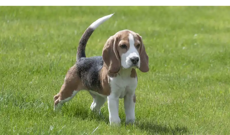 Ideal-Temperature-for-Beagles
