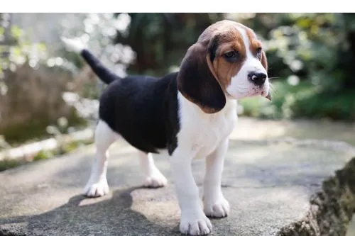 Is-Beagle-Dog-Suitable-for-First-time-owner