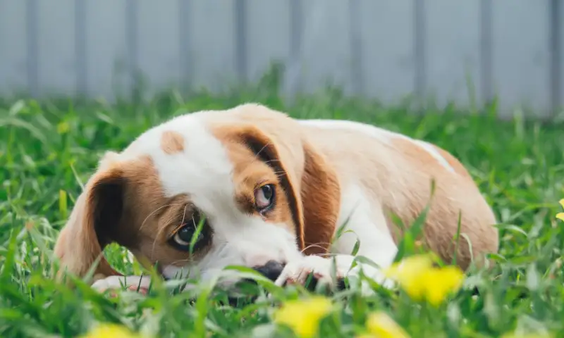Understanding-Beagle-Heat-Cycle