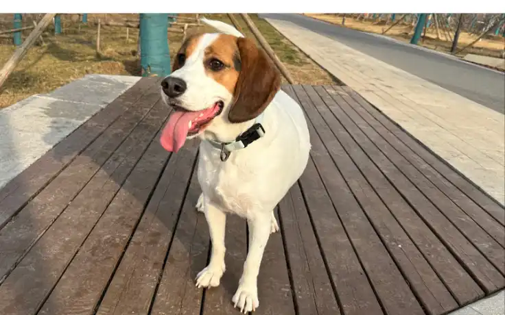 Weird-Cute-Beagle-Dog-Behaviors