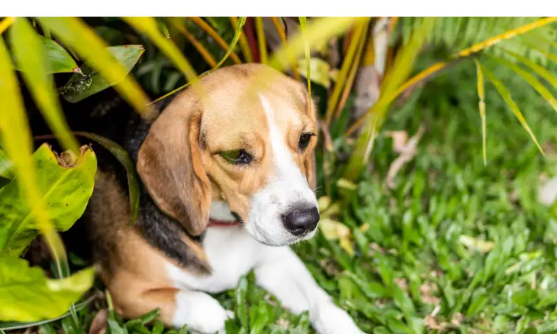 When-Beagles-Run-Away