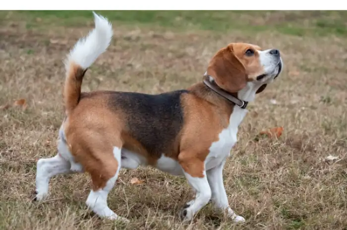 Aging Gracefully:: When Do Beagles Turn Grey [GUIDE]