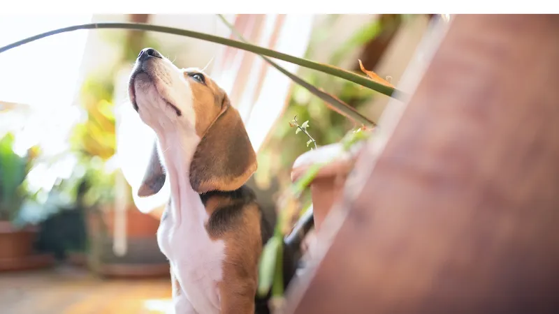 How-To-Calm-A-Begle-Dog