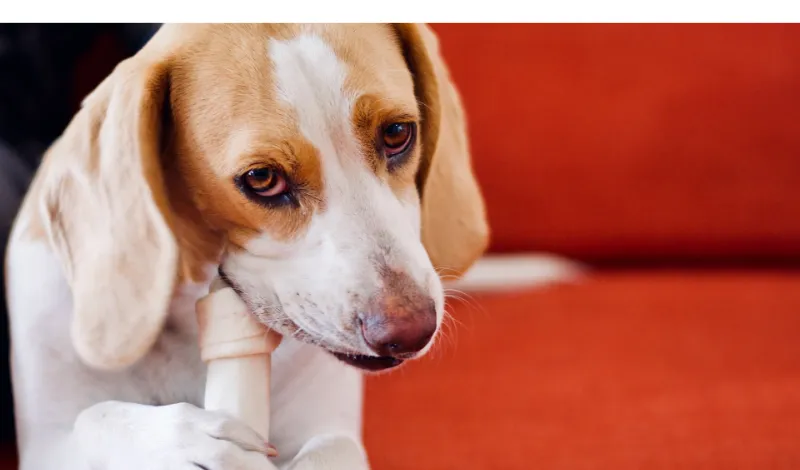 When-Do-Beagles-Stop-Biting