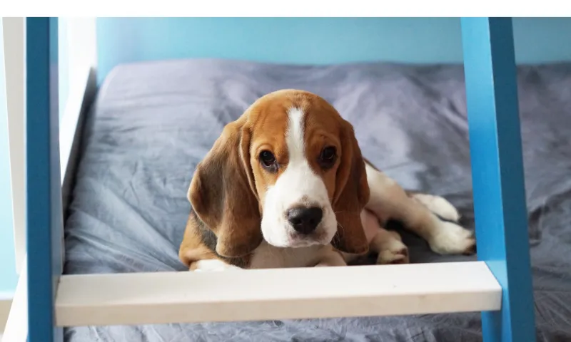 When-Beagle-puppy-stop-growing