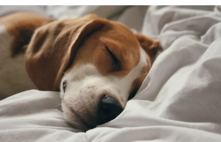 Who-Do-Beagles-Snore-Loud-Alot]