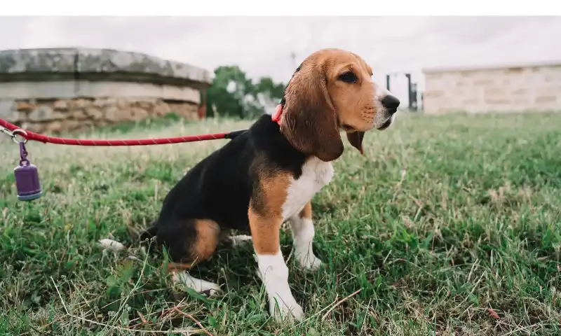 Why-Beagle-Are-The-Worst-Dogs