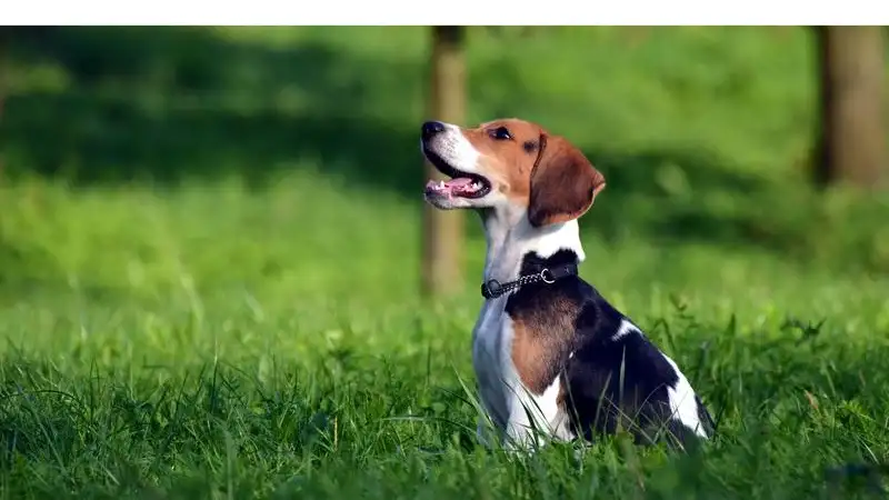 Why-Beagle-Howl-And-How-To-Stop-It