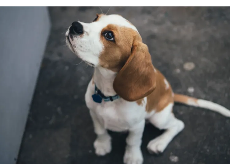 Why-Beagle-Howl-At-Night-Prevent-It