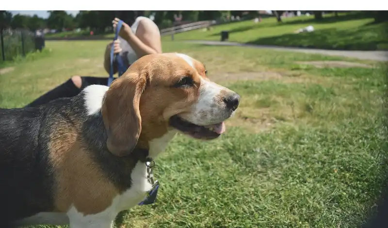Will-Beagles-Protect-Its-Owner