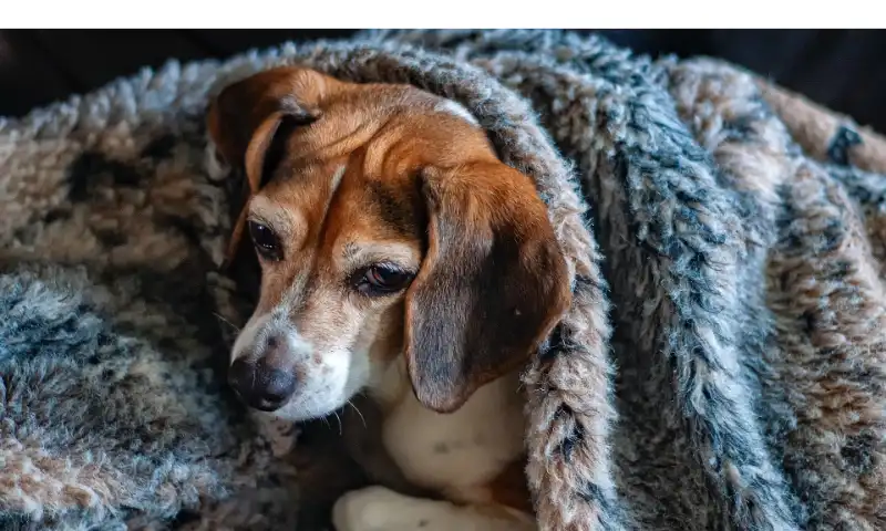 how-cold-is-too-cold-for-beagles
