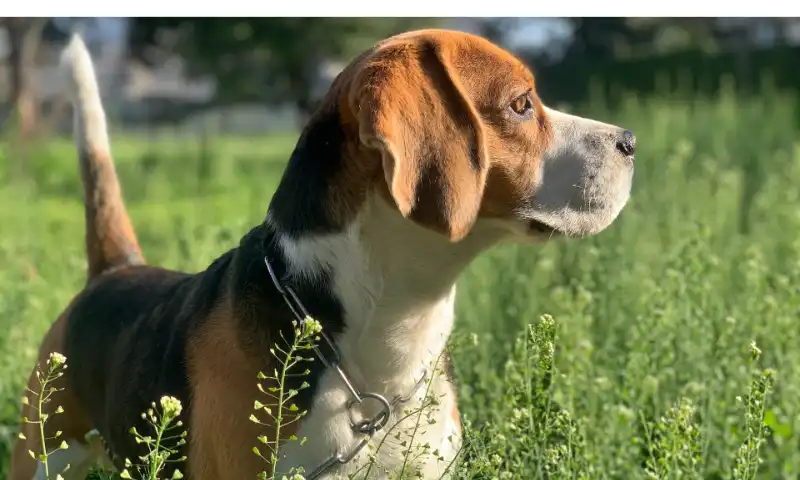how-to-find-a-lost-beagle