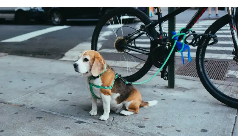 how-to-prevent-beagles-from-running-away