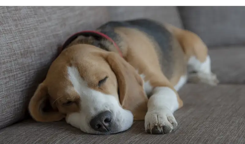 Understanding Beagle Sleep Patterns [Factors, Tips & Tricks]