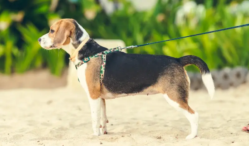 All About Beagles & White Tipped Tails [Factors & Facts]