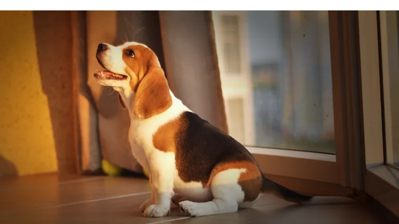 11 Key Signs: How to Tell if Your Beagle is in Heat