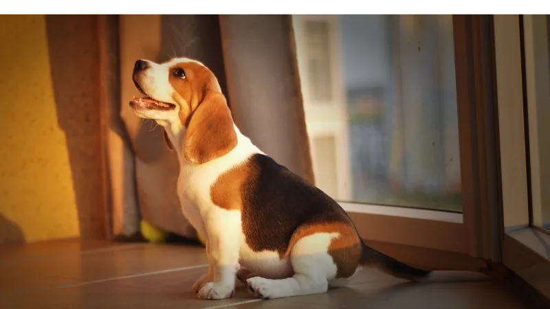 Signs-That-Beagle-In-Heat