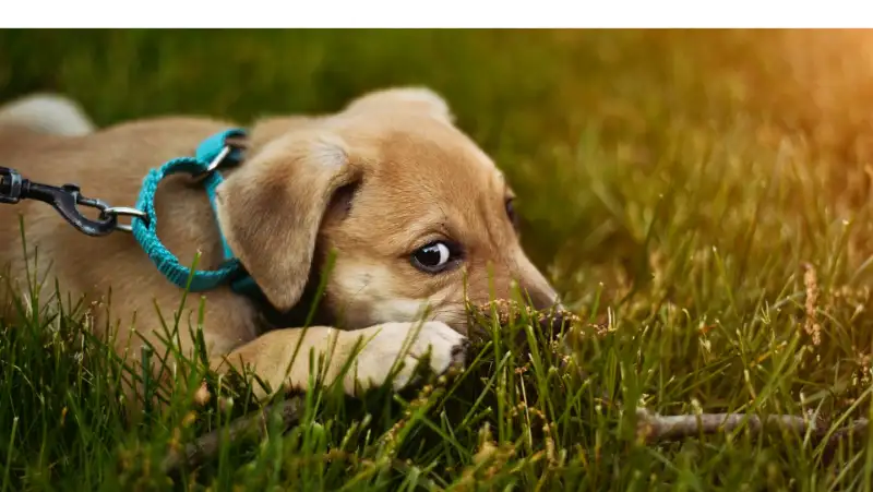 Why-Beagles-Eat-Poop
