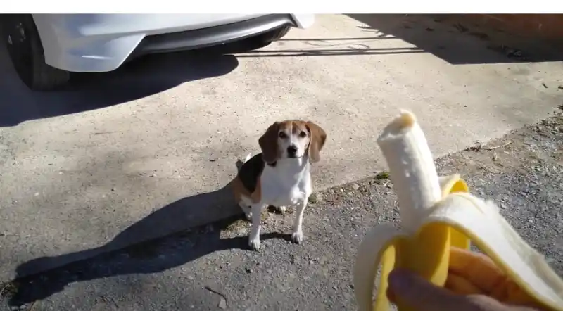 Can-Beagles-Eat-Bananas