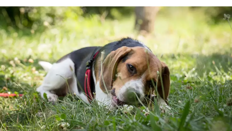 Why-Beagle-Scratch-Alot