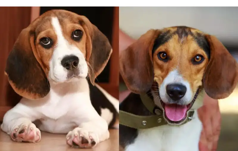 diference-between-american-beagle-vs-english-beagle