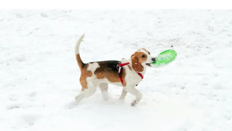 do-beagles-like-snow
