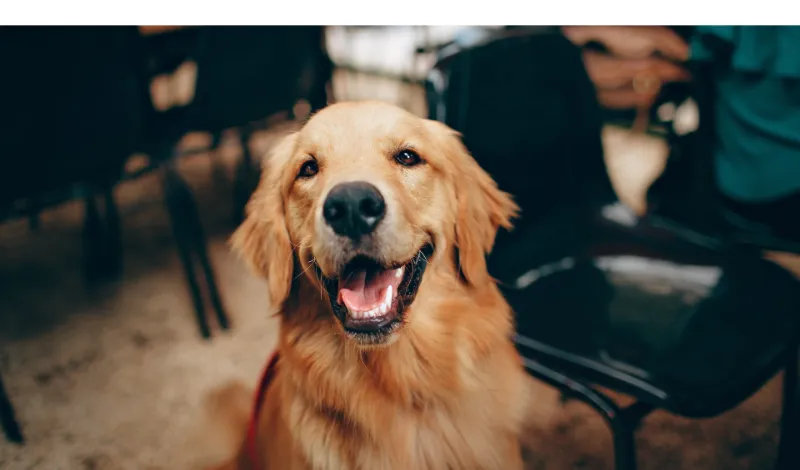Can-Golden-Retriever-Protect-from-Intruders