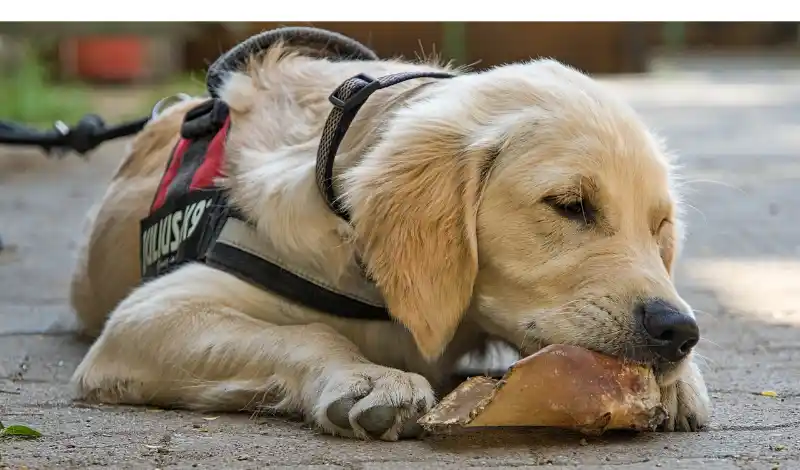 Dealing-With-Golden-Retriever-Food-Aggression