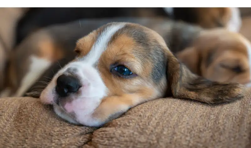 What-to-do-when-beagle-stop-eating