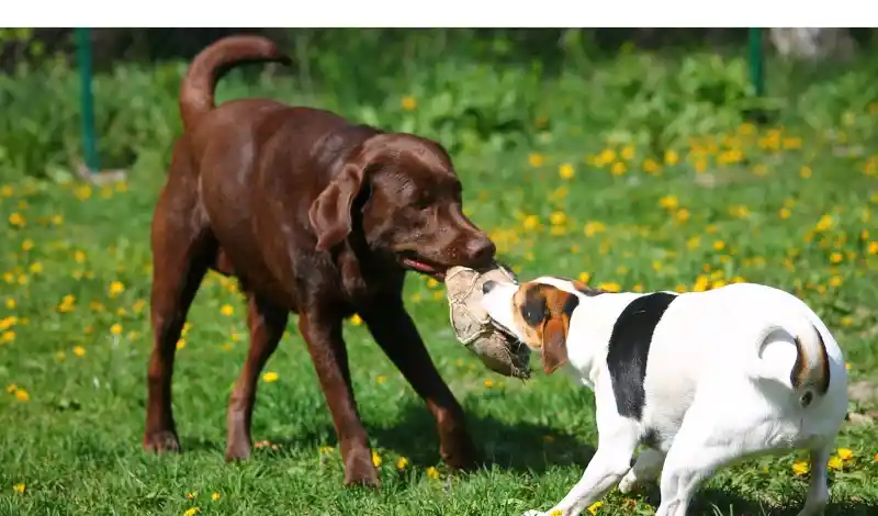 are-labrador-retrievers-aggresive-with-other-dogs